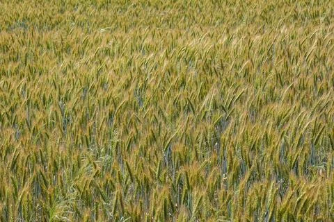 Field of triticale Stock Photos