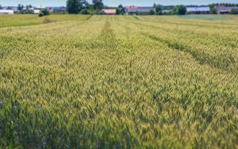 Field of triticale Stock Photos
