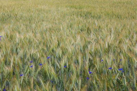 Field of triticale Stock Photos