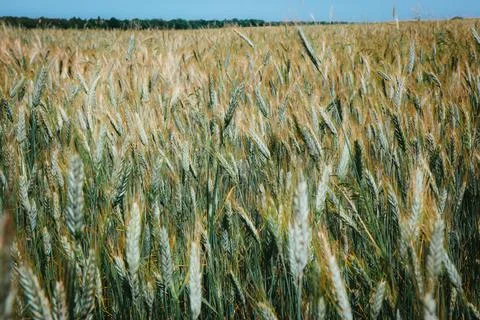 Field of triticale Stock Photos