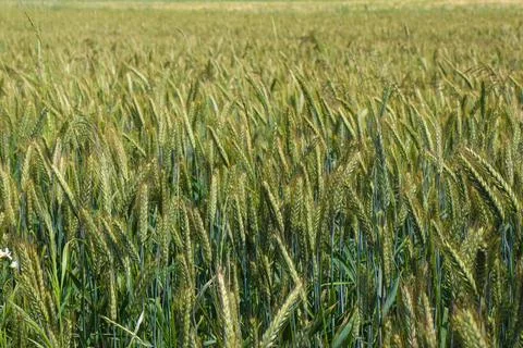 Field of triticale Stock Photos