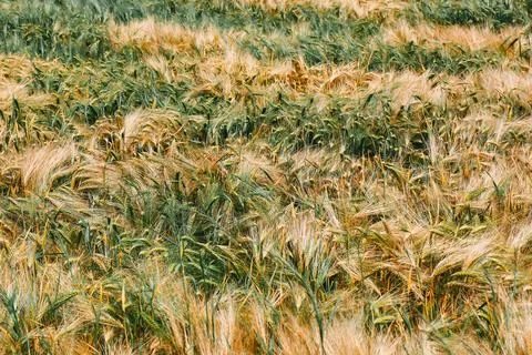 Field of triticale Stock Photos