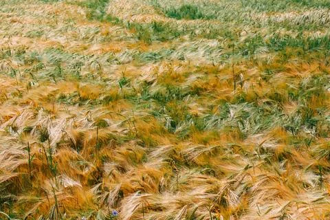 Field of triticale Stock Photos