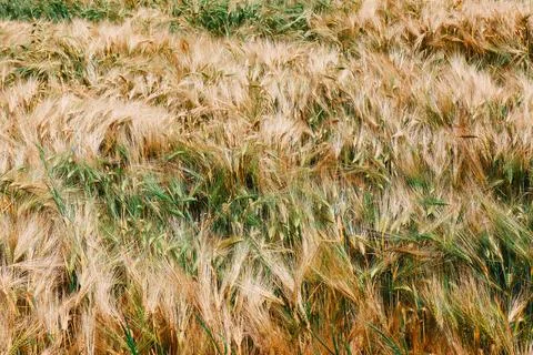 Field of triticale Stock Photos