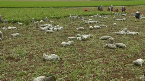 Field From Truck Stock-Footage 22279422