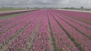 Field With Tulip Flowers In Netherlands.beautiful Aerial Footage Of Nature Stock Footage