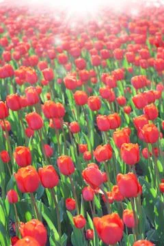 Field of tulip Фото
