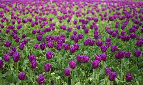 Field of tulip Stock Photos