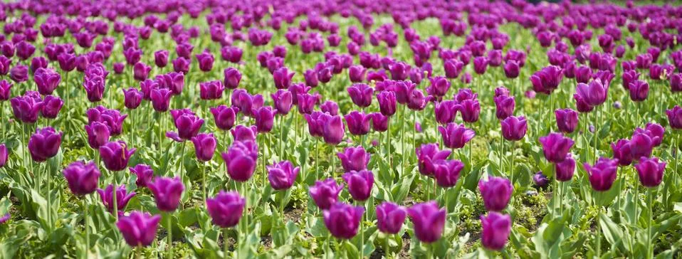 Field of tulip on sunny day Stock Photos