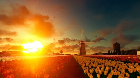 Field of tulip at sunset Stock Footage 108386548