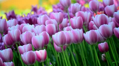 Field of tulips Stock Footage 10972887