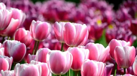 Field of tulips Stock Footage 10978841