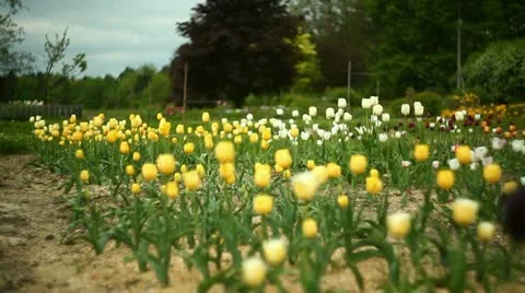 A field of tulips Stock Footage 11058511
