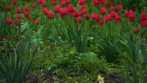 Field of tulips Video stock 106587220