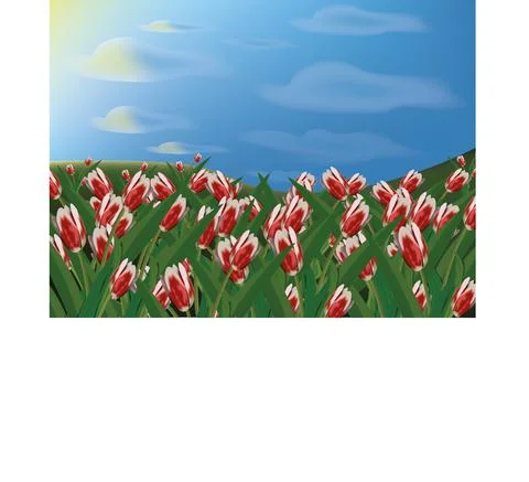 Field with tulips. Stock Illustration