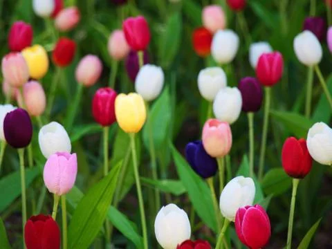 Field of tulips Foto stock