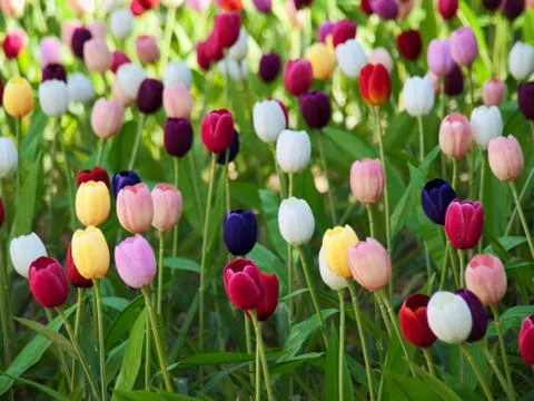 Field of tulips Foto stock