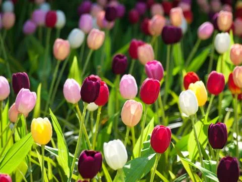 Field of tulips 스톡 사진