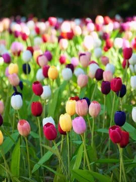 Field of tulips 스톡 사진