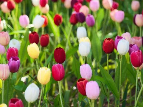 Field of tulips Foto stock