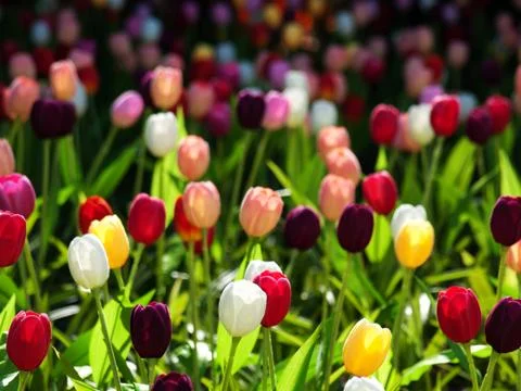 Field of tulips Foto stock