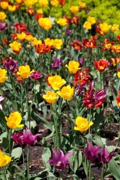 Field of tulips Foto stock