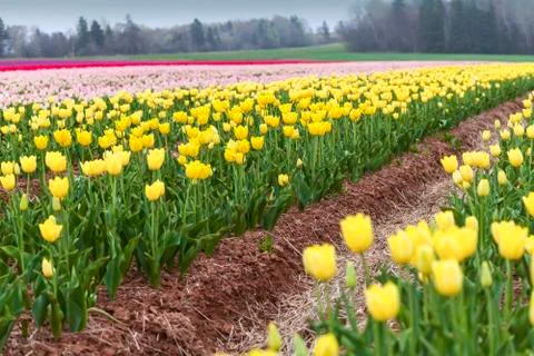 Field tulips Stock Photos