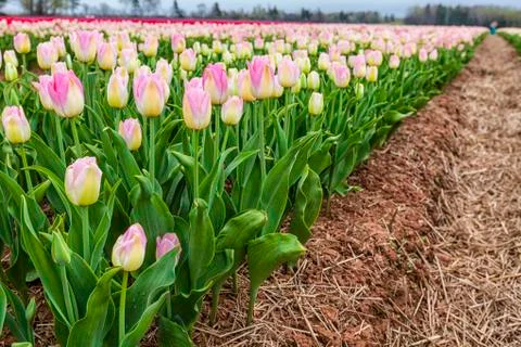 Field tulips Stock Photos