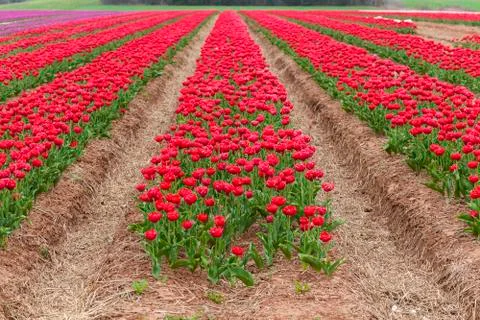Field tulips Stock Photos