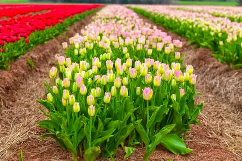 Field tulips Stock Photos