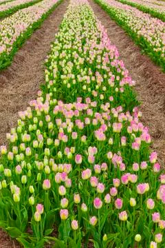 Field tulips Stock Photos