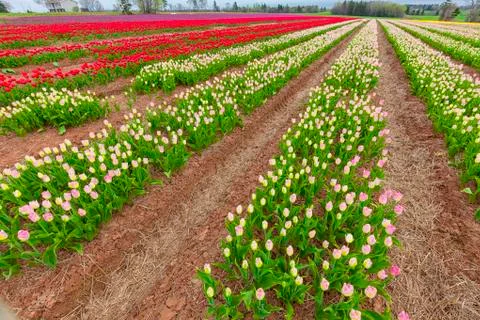 Field tulips Stock Photos