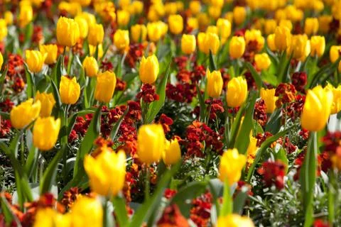 A field of tulips Stock Photos
