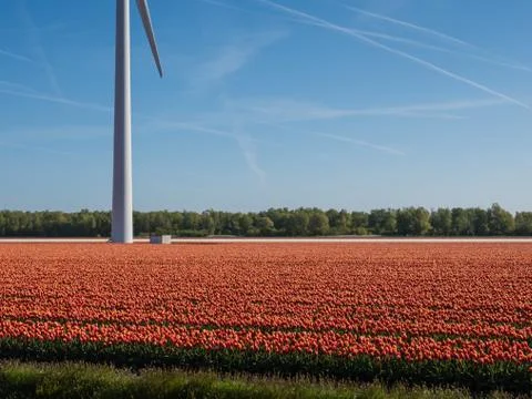 Field of tulips Stock Photos