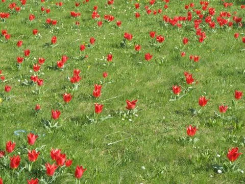 Field with tulips Stock Photos