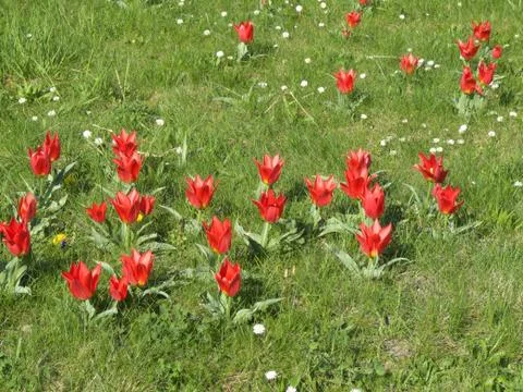 Field with tulips Stock Photos