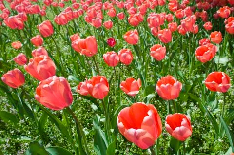 Field of Tulips Stock Photos