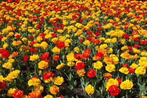Field of tulips Stock Photos