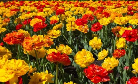 Field of tulips Stock Photos