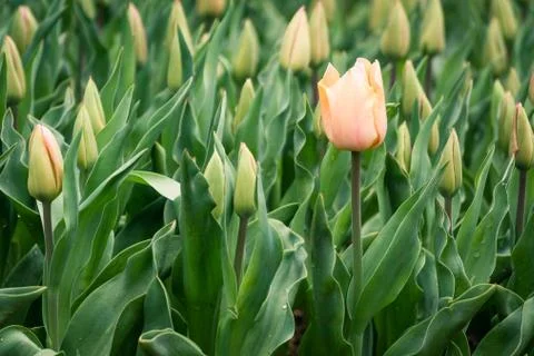 Field of tulips Stock Photos
