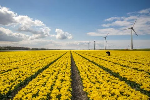 Field of tulips Stock Photos