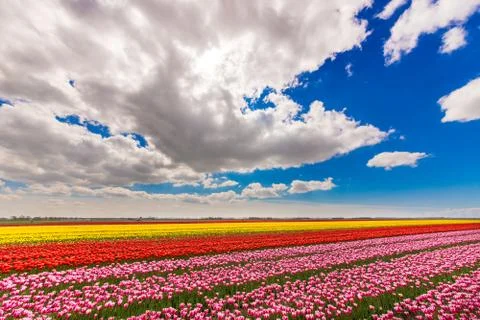 Field of tulips Stock Photos