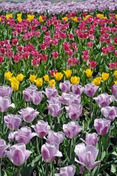 Field of tulips Stock Photos