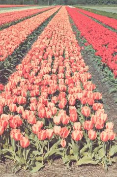 Field of tulips 스톡 사진