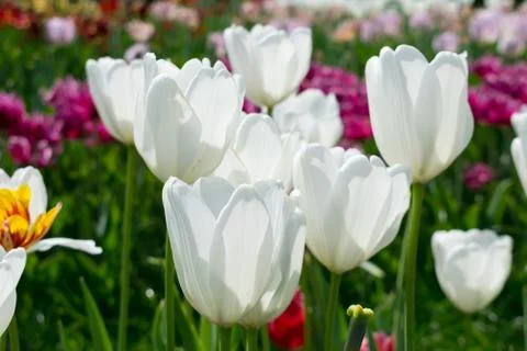 Field of tulips Stock Photos