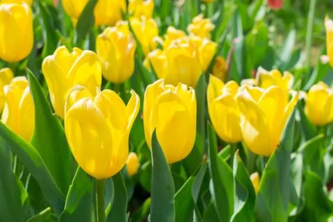 Field of tulips Stock Photos