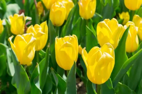 Field of tulips Foto stock