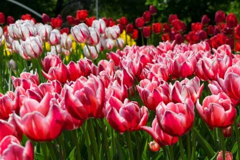 Field of tulips Stock Photos