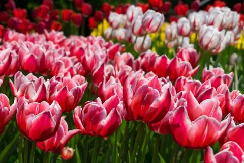 Field of tulips Stock Photos