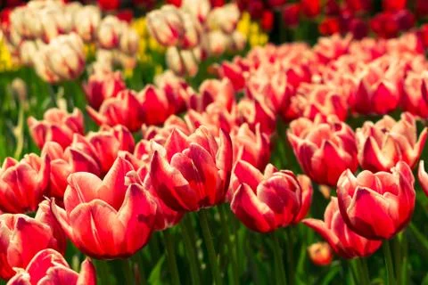 Field of tulips Stock Photos